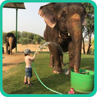 Learn the Elephant Language